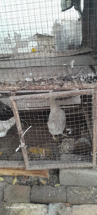 Товук катак сотилади 500000