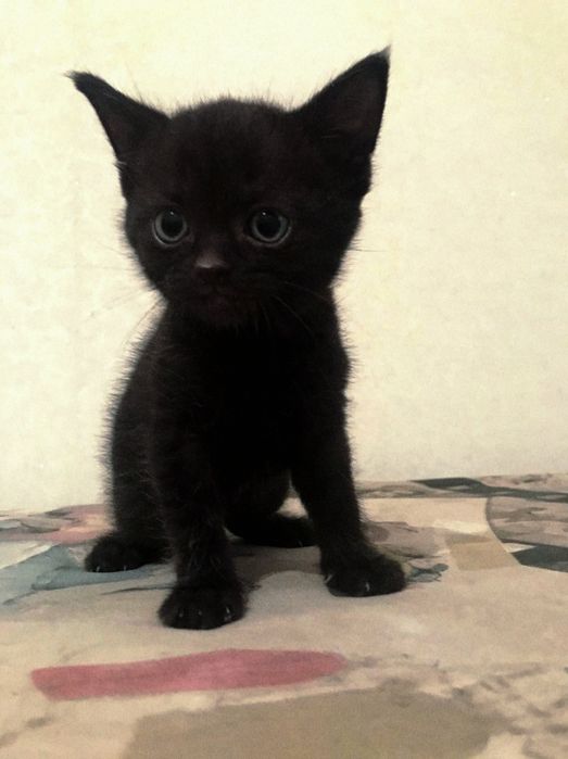 Продам котят полу шотландскии