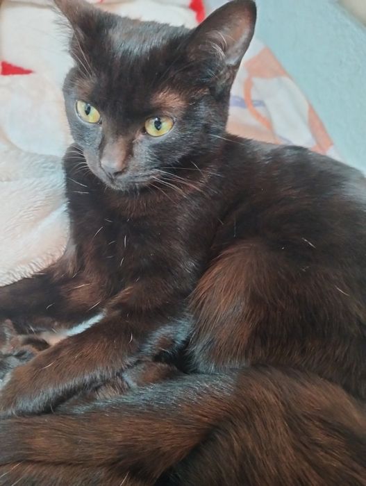 Отдам котят, бесплатно