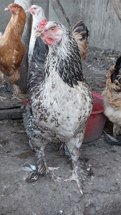 Инкубациялық жұмыртқа!