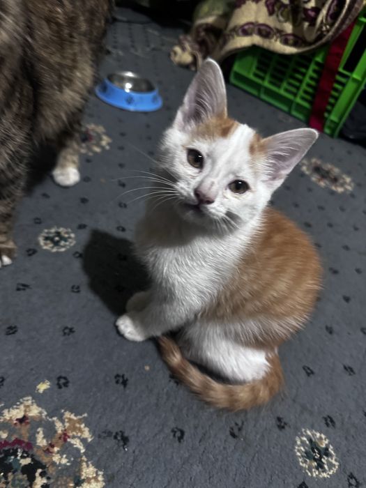 Jinsiy aloqadan keyin yalangoch qizlarning fotosuratlari