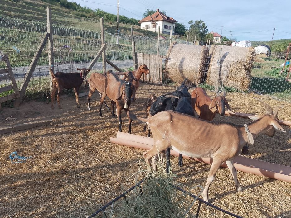 Capre și țapi de vânzare