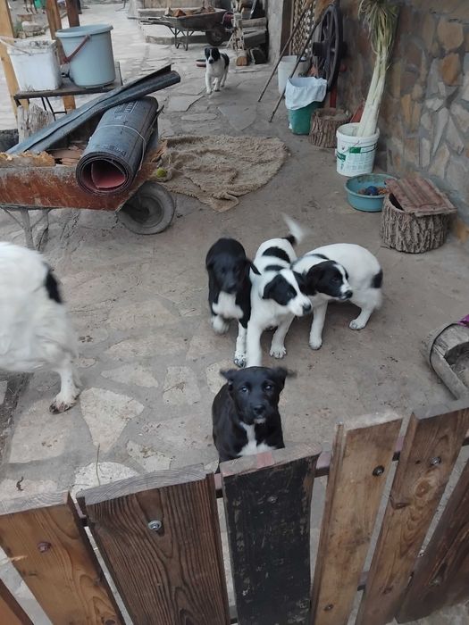 Подаряват се малки кученца на 45 дни