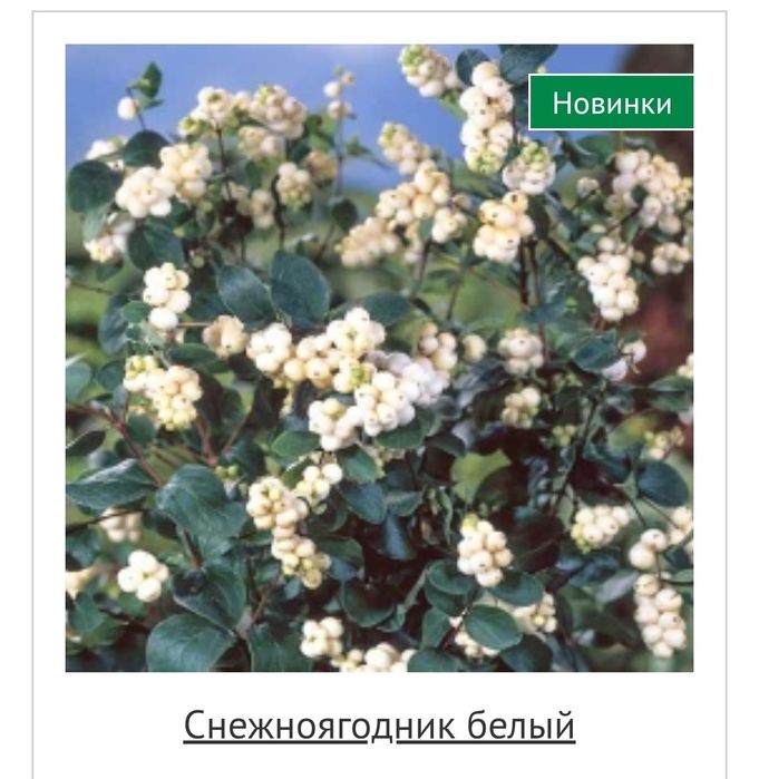 Снежноягодник кустарник декоративный, ЗКС