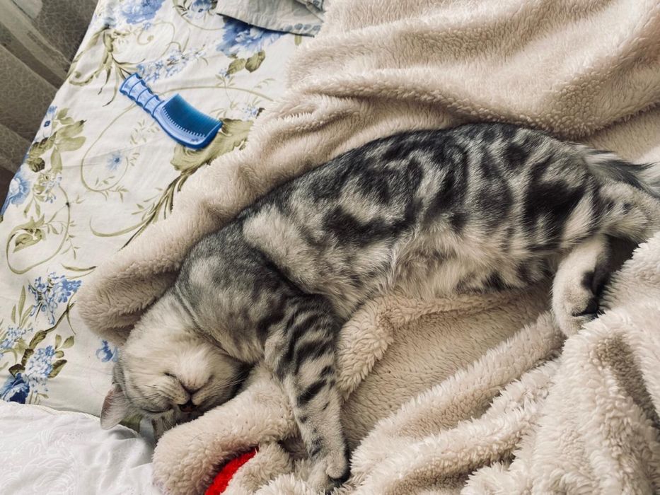 Мысык………………………..