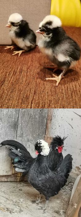 Puișori diferite rase