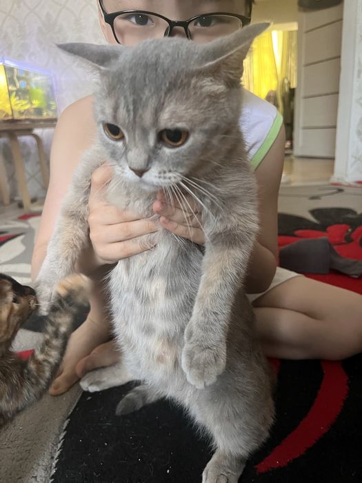 Шотландская кошка в добрые руки