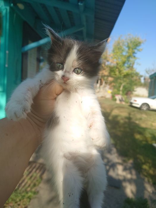 Отдам котят , с доставкой