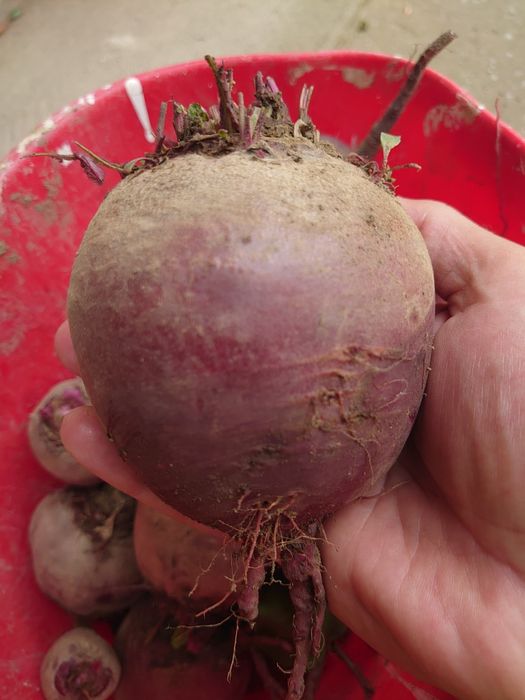Cartofi mov și legume organice