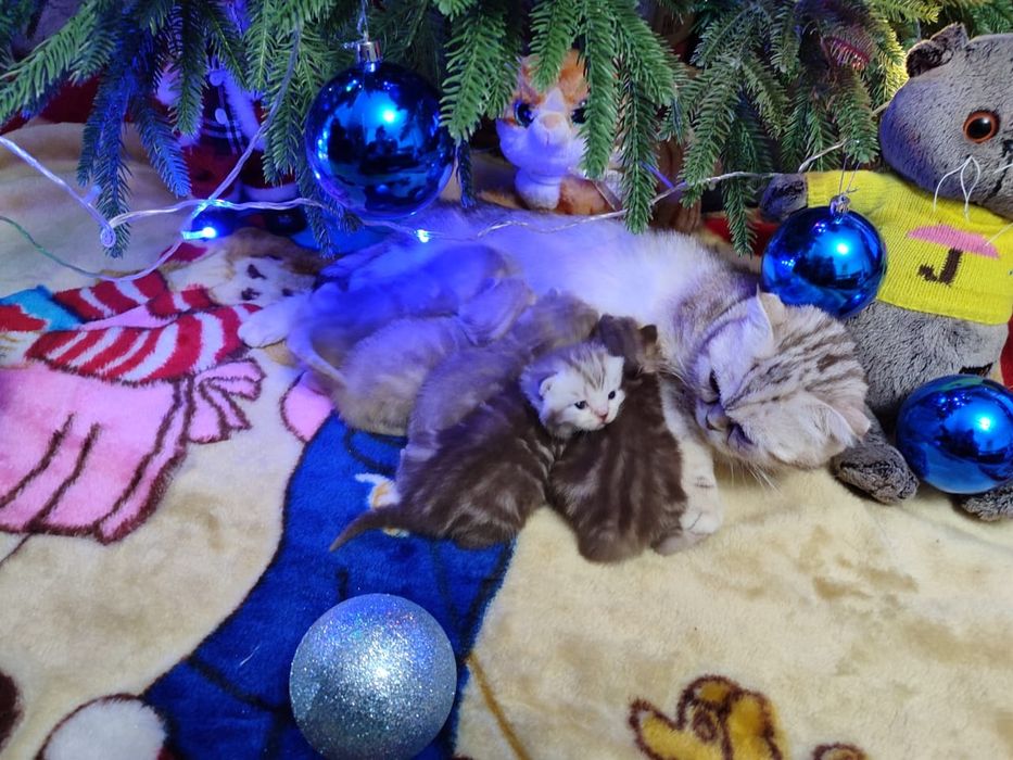 Продаются шотландские котята