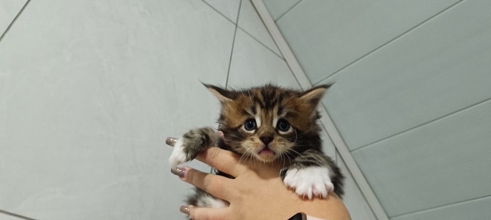 Котята мейкунчики