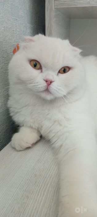 Продаю кошку 2 годика