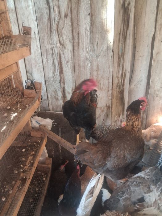 Кораздар сатылады