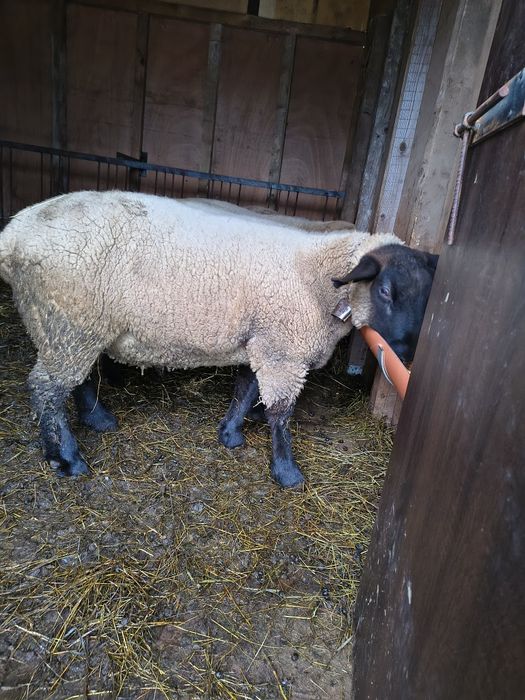 Berbec sufolk de prasila