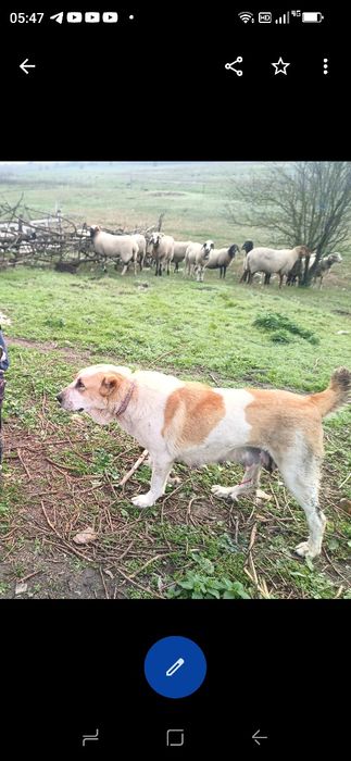 САО Алабайчета, чистокръвни