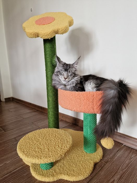 Котешка катерушка цвете MF12