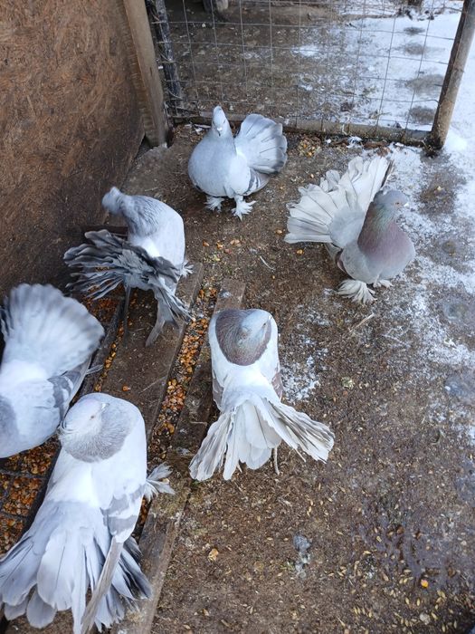 Vând Porumbei voltați indieni