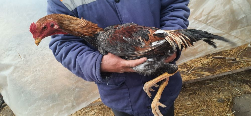 Dakan jo'jalar sotiladi