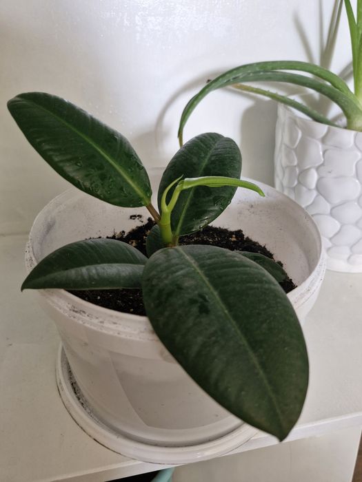 Цветы фикус и женское счастье