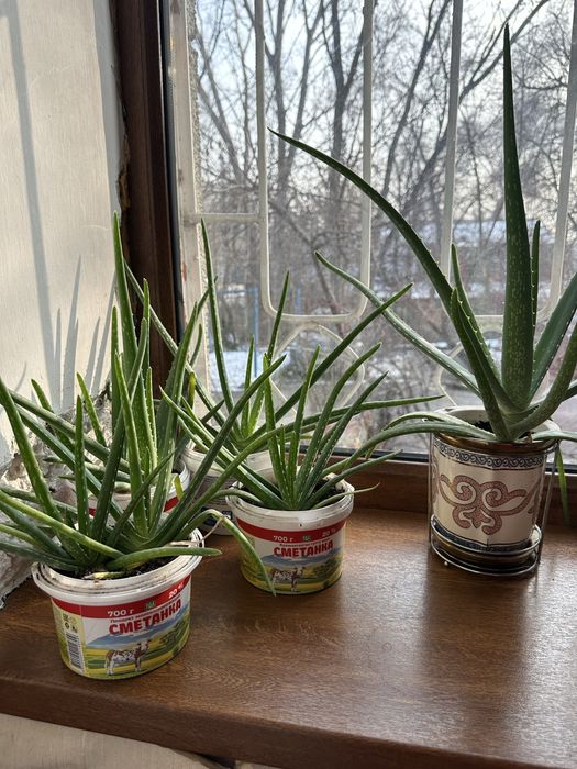 алоэ вера домашние