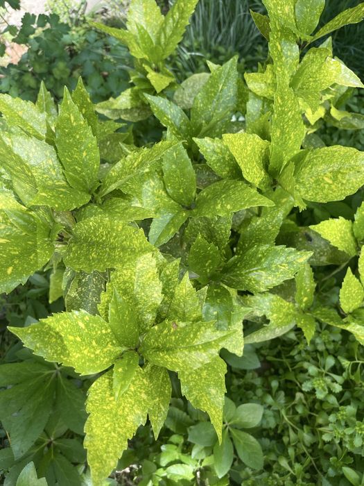 Хоста, аукуба Кустарники декоративные