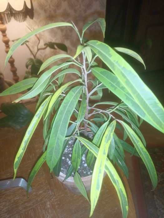 В продаже комнатные растения