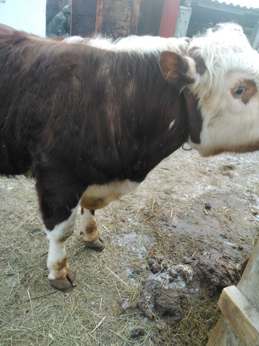 Продам быка год 9