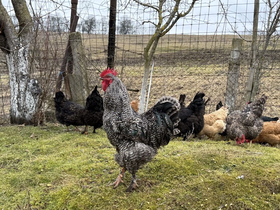 Oua de gaina ptr incubat