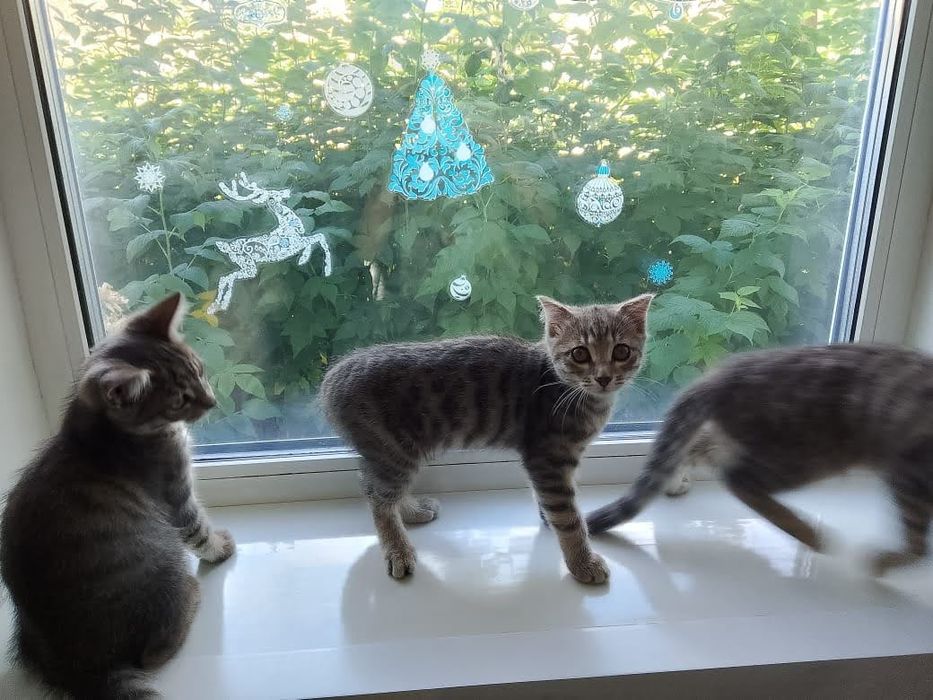 Отдам  в добрые Руки домашних котят(4 месяц)