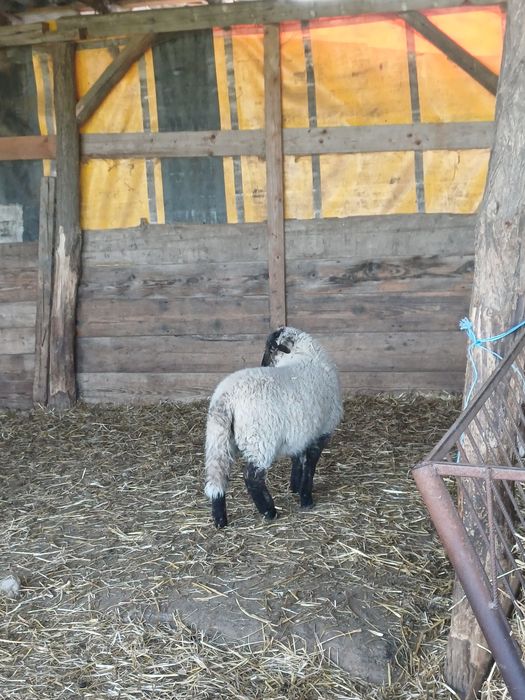 Miei metisi de suffolk