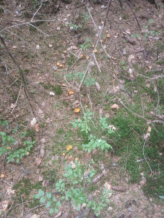 Galbiori de munte ,proaspeți si aromati