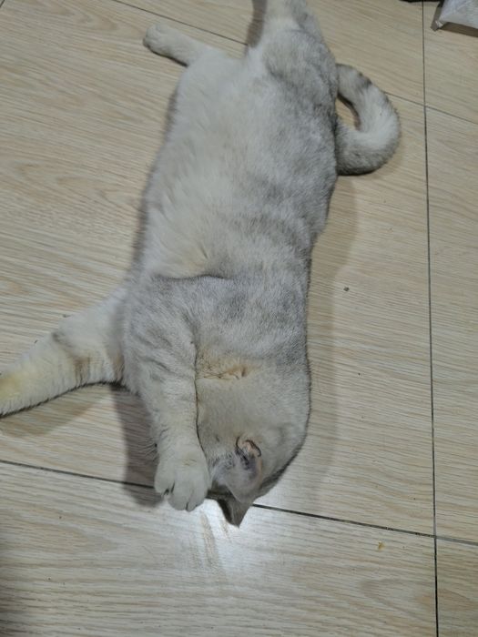 Schottish mushuk sotiladi