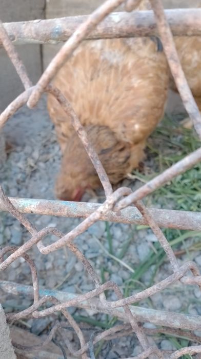 Jaydari mramr toʻvuqlar sotiladi