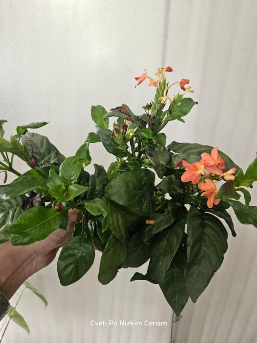 Продам комнатные цветы