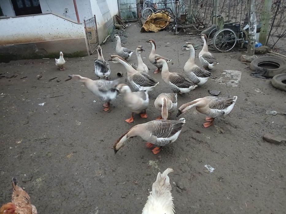 Vând gâște Africane