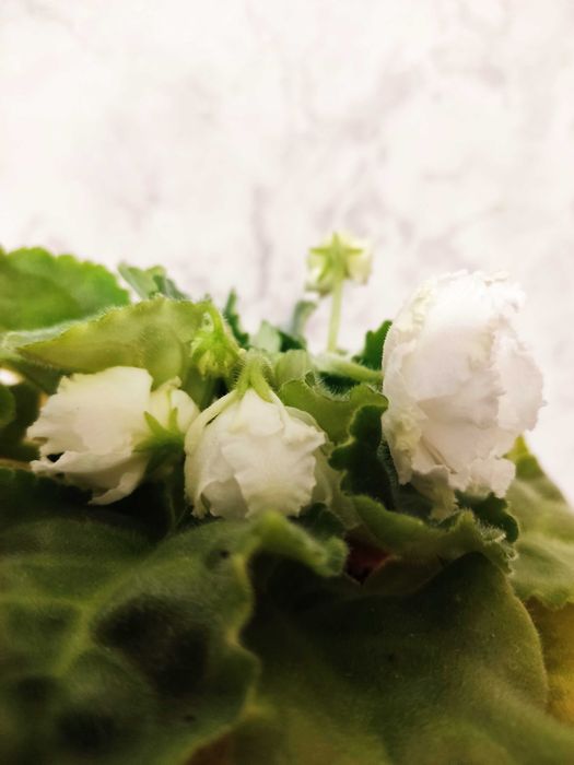 Продам цветок фиалку