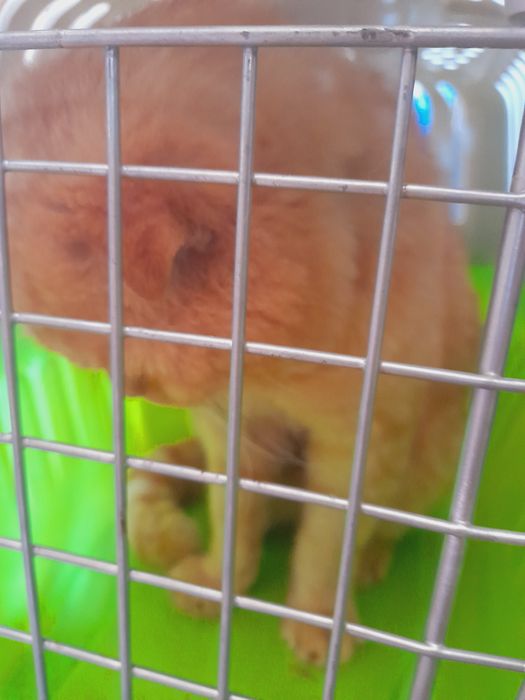 кот шотландский вислоухий