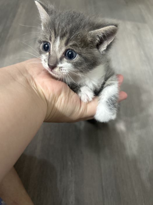 милые котята 1 месяц