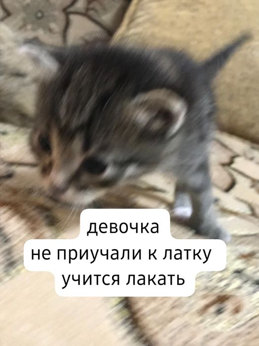 Отдам котят в добрые руки
