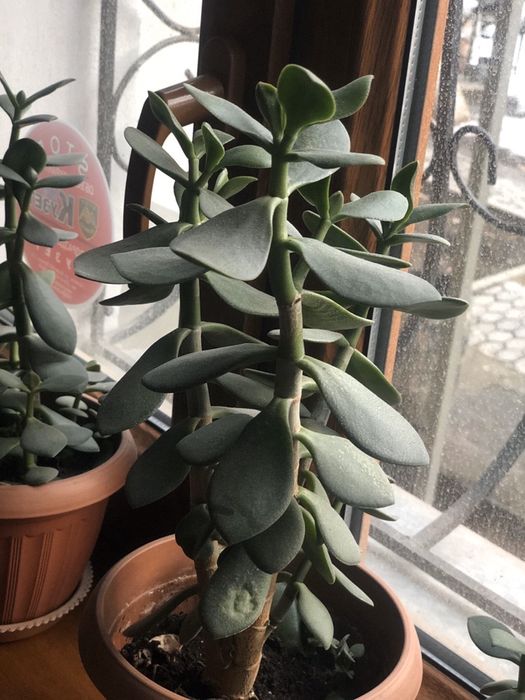 Продам ростки денежного дерева