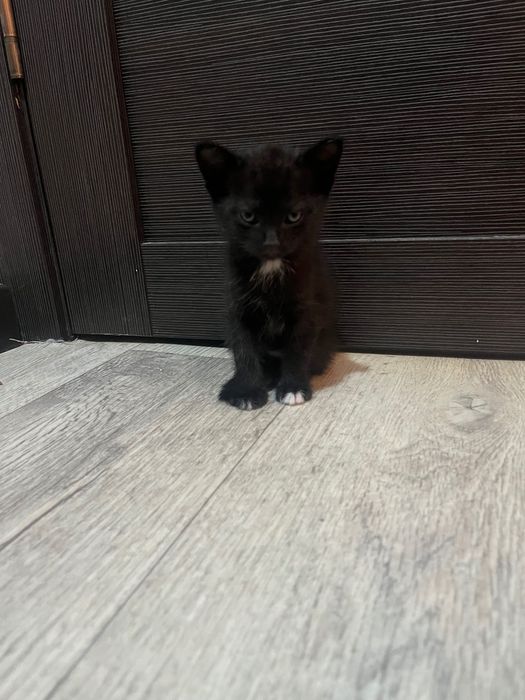 Домашние котята котята