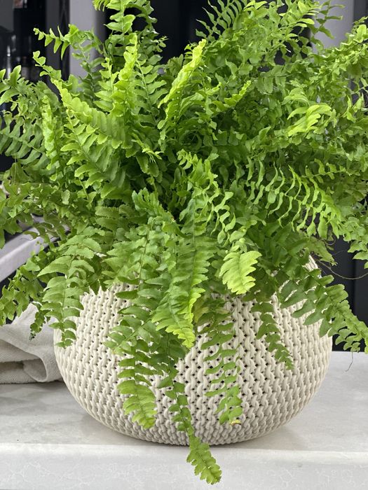 Комнатные растение-Красота и польза