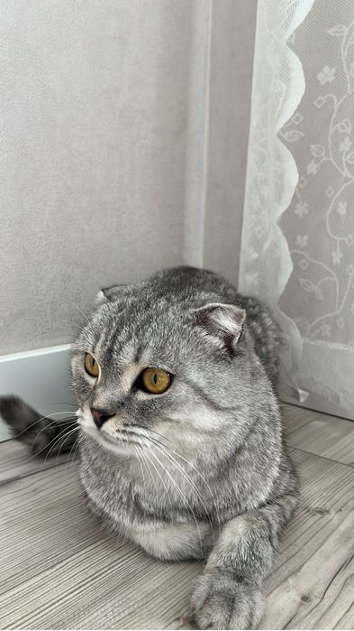 договоримся, ласковый кот