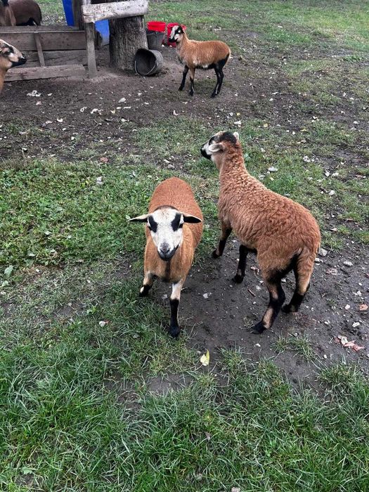 Oi camerun de vanzare