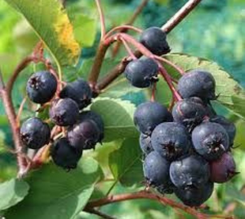 Butasi Afin Aronia Coacaz