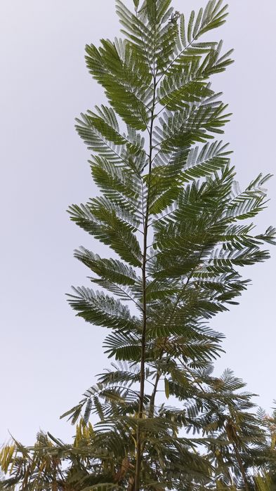 Ромашка белая крупная