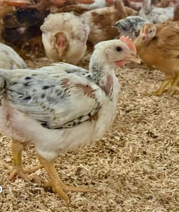 Ferma de pui vacareni