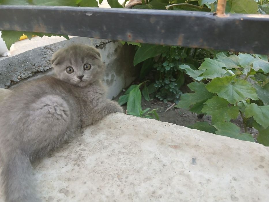 Продается котята