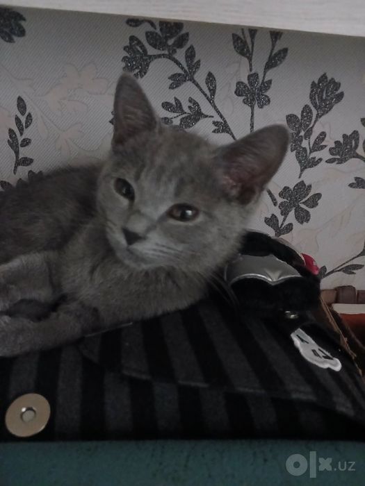 Продаётся кошка шотландский порода