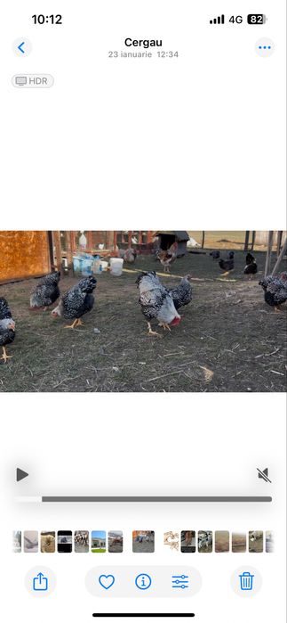 Ou pt incubat wyandotte